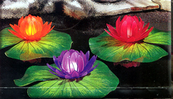 Lily Lights