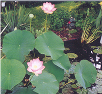 Edging Image