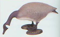 Feeding Canadian Goose