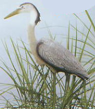 Heron
