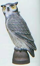 Great Horned Owl